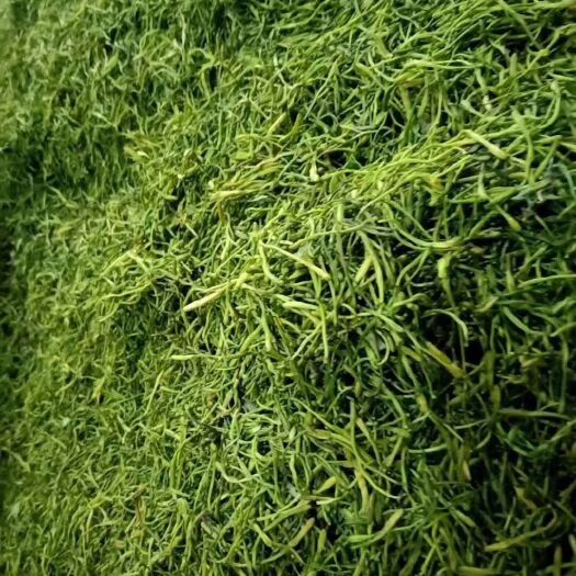 隆回县桑叶茶 1年以下 本品不能代替药物
