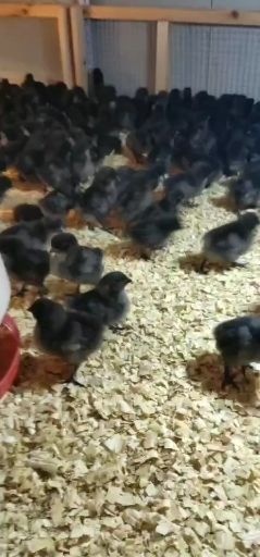 南宁黑鸡苗 统货