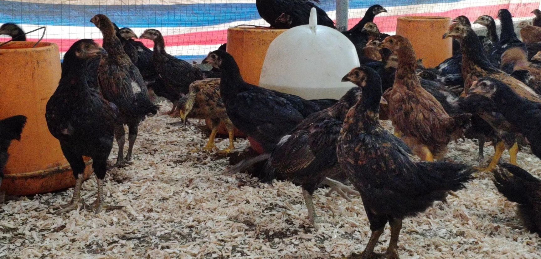 杂交斗鸡苗 改良斗鸡 肉用斗鸡  土鸡中的战斗机