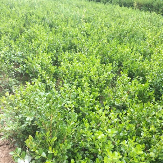 沭阳县小叶黄杨苗 苗圃供应工程绿化苗小叶黄杨庭院小叶瓜子黄杨大叶黄杨金边黄杨