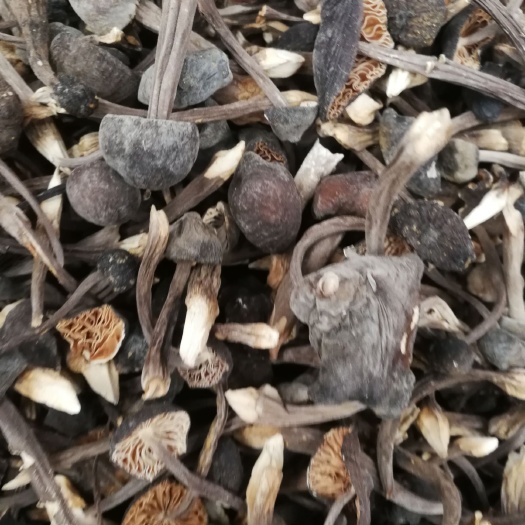 昆明 鸡枞菌 黑皮鸡棕批发