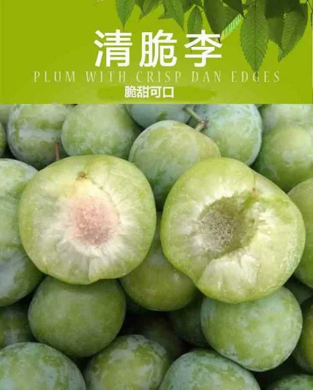 青脆李苗