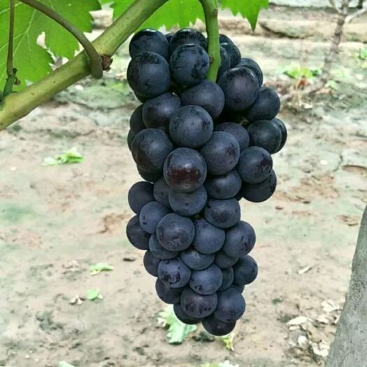 晋州市夏黑葡萄 自家露天种植，约100000斤，价格美丽