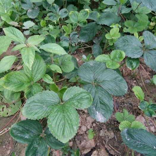 滑县 大果草莓苗奶油味