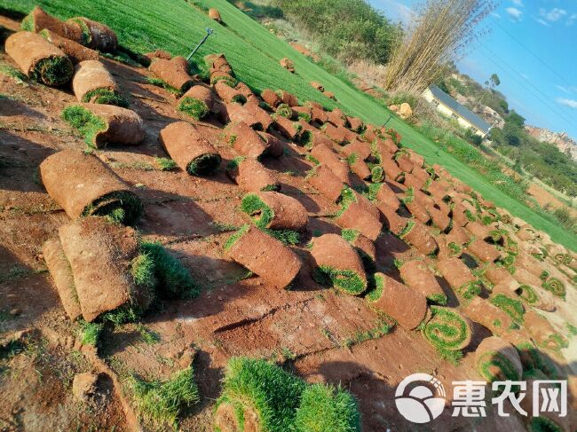 黑麦草  绿化草坪种植基地