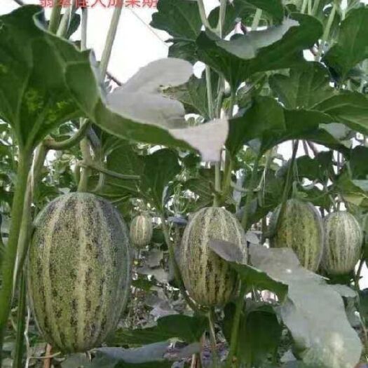 蒲城县羊角蜜甜瓜 1.5斤以上