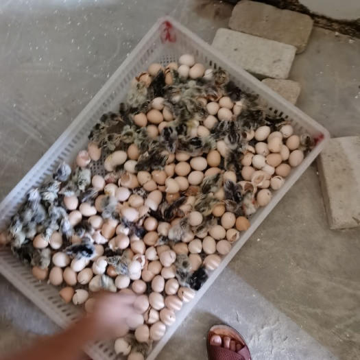 容县 稻花鸡苗，彩凤苗