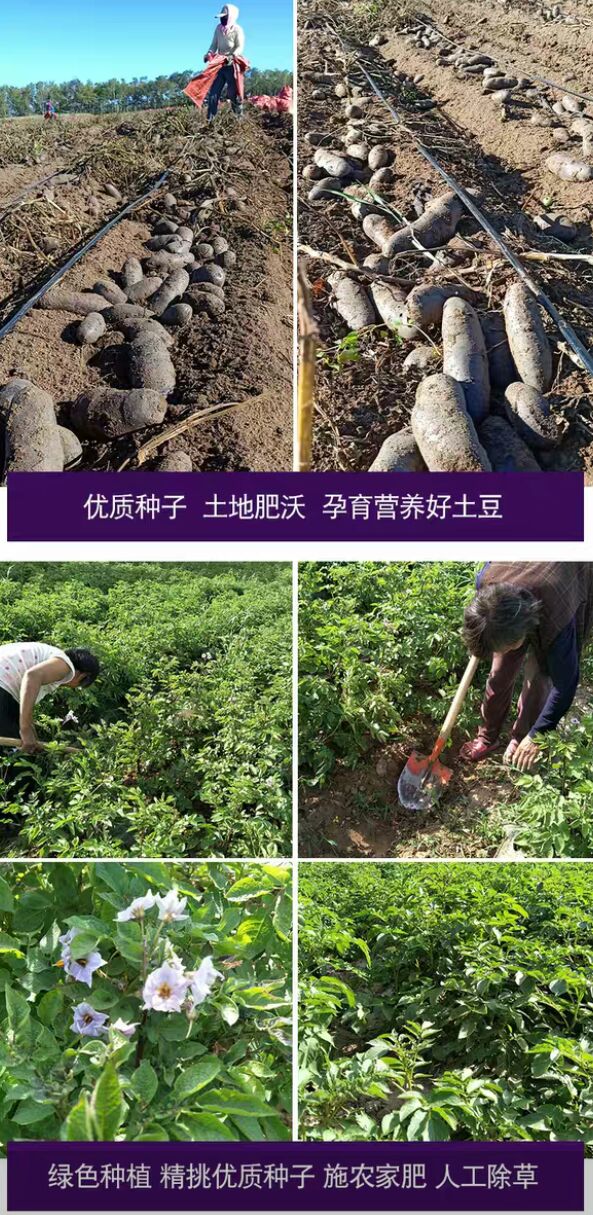 黑土豆新鲜紫土豆黑美人黑金刚马铃薯黑洋芋乌洋芋