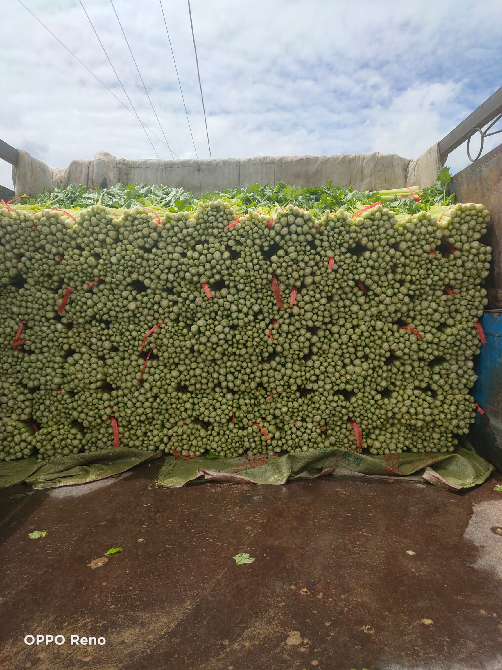  毛芹