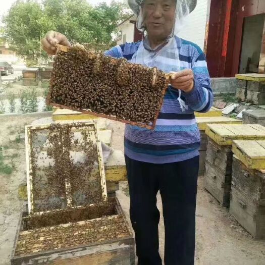 博爱县 深山放养土蜂蜜