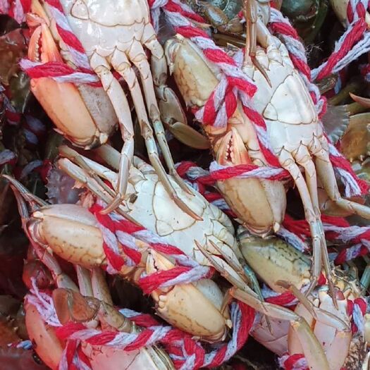 漳浦县本地青蟹、肉蟹，自产自销，纯海水养殖，现捉现卖