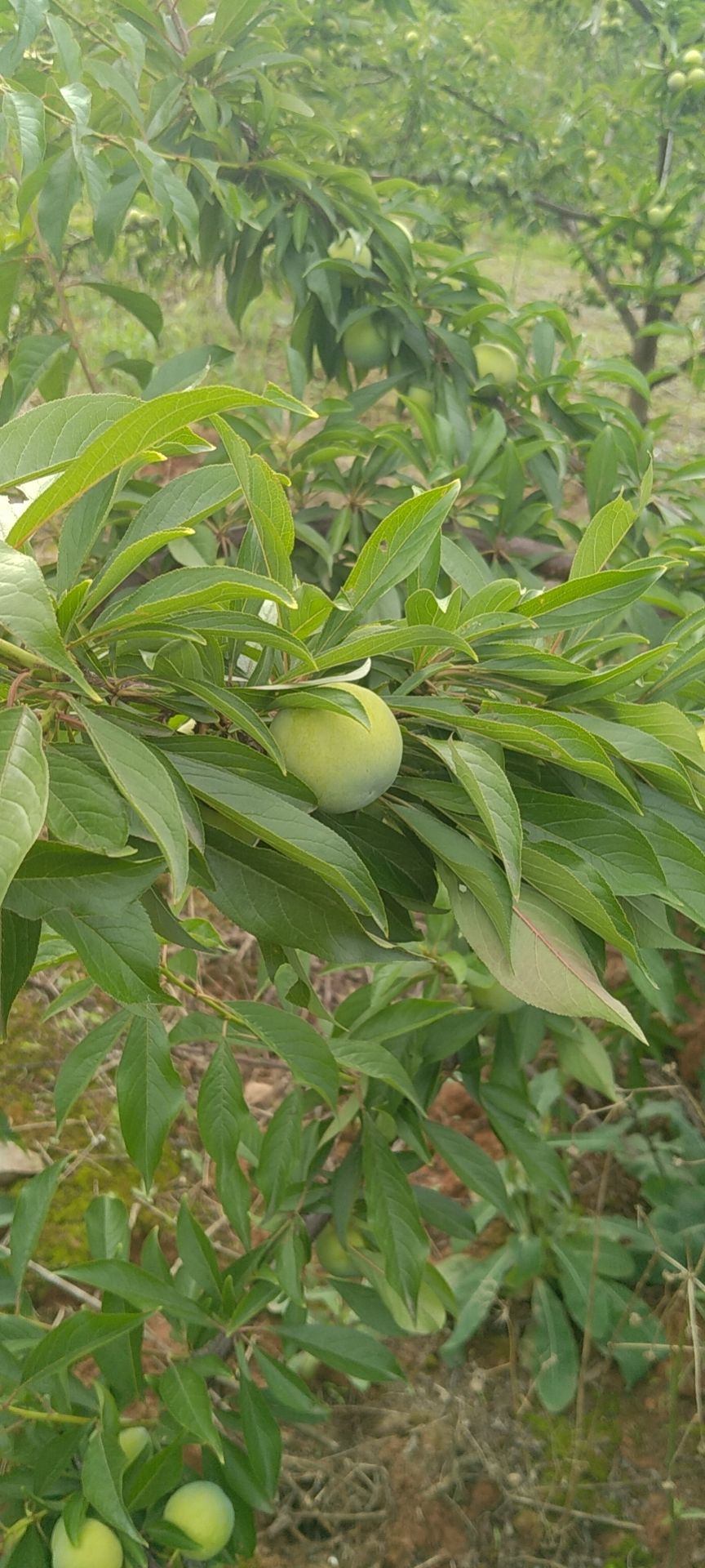  自己種的李子，無公害