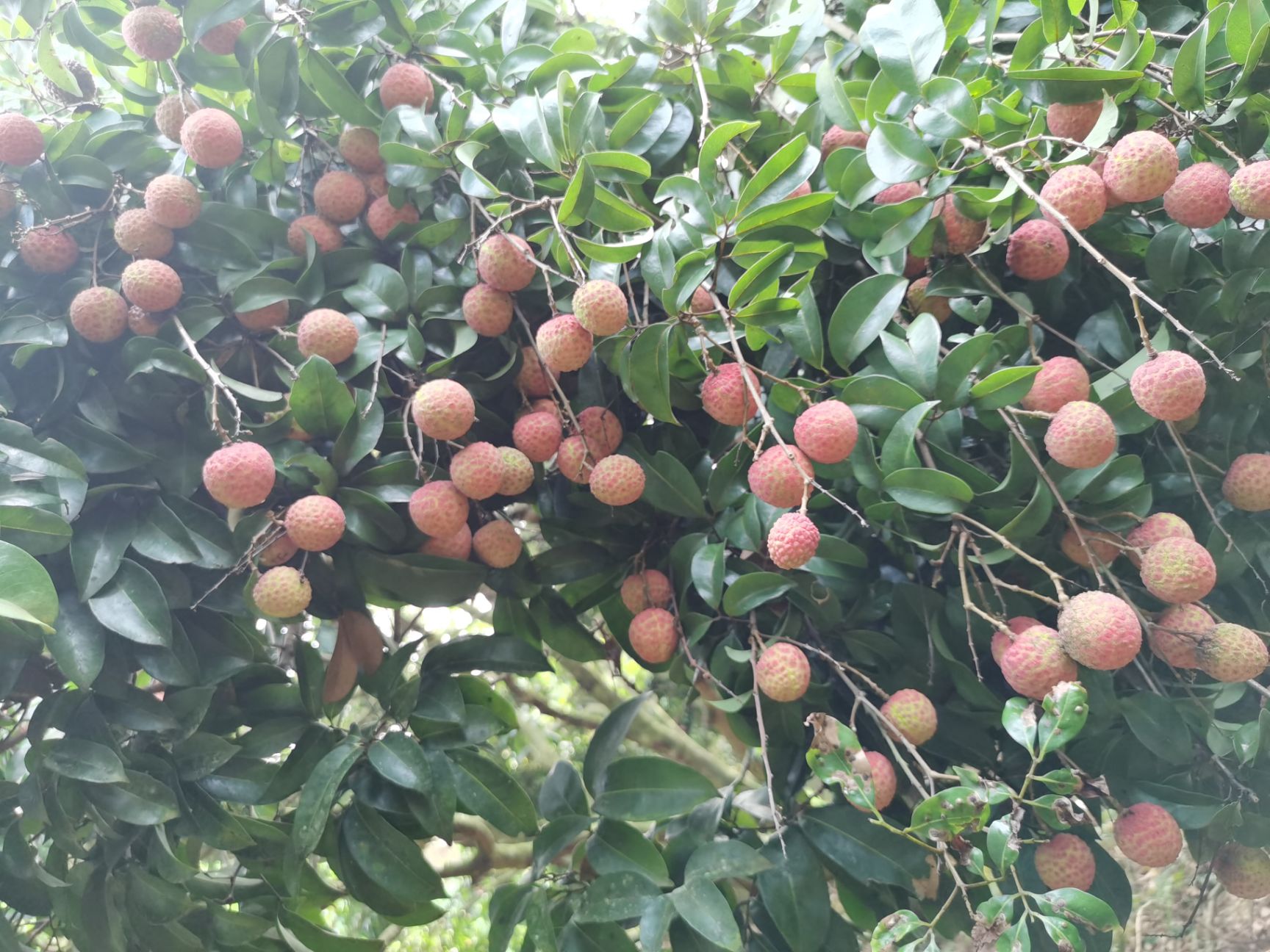  荔枝6月红荔枝