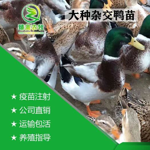 南宁杂交鸭苗  鸭苗 麻鸭苗，快大肉鸭，出壳包打疫苗