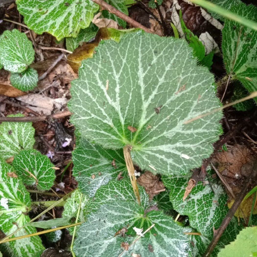 宁乡市 虎耳草
