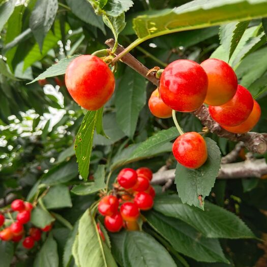  大连樱桃白菜价