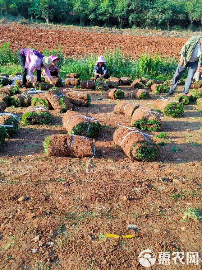 黑麦草  绿化草坪种植基地