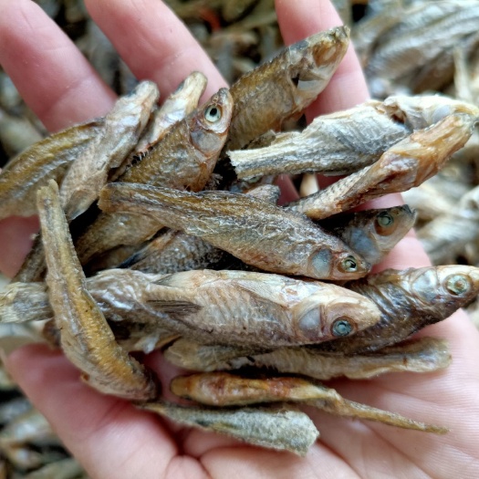 都昌县 水煮麦穗鱼淡盐3-6公分左右