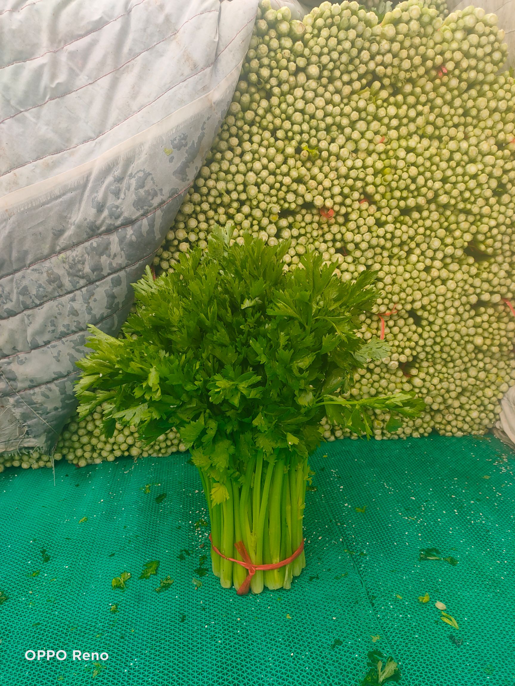  毛芹