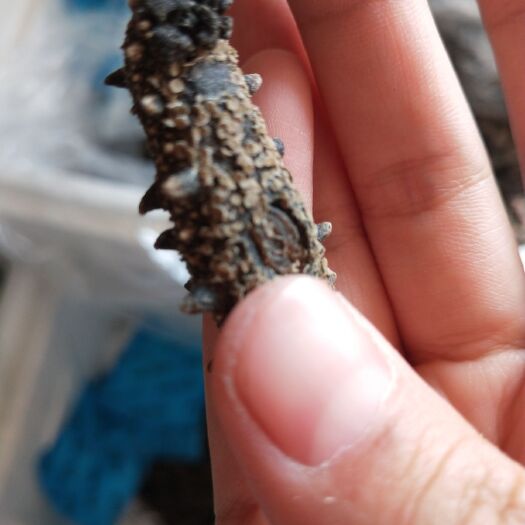 滨州大连海参 