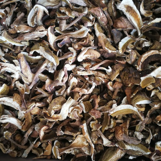 昆明 牛肝菌批发 产地直销 美味牛肝