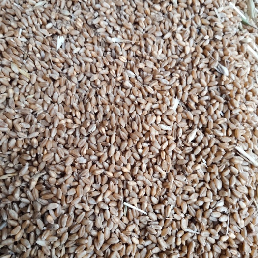 钟祥市 小麦