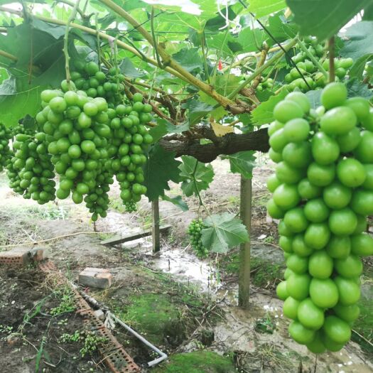 常州 阳光玫瑰 晴王 香印青提 种植大户