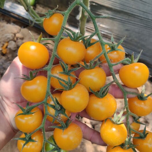 寿光市 黄珍珠贝贝夏日阳光番茄小圆黄西红柿苗寿光苗场直供