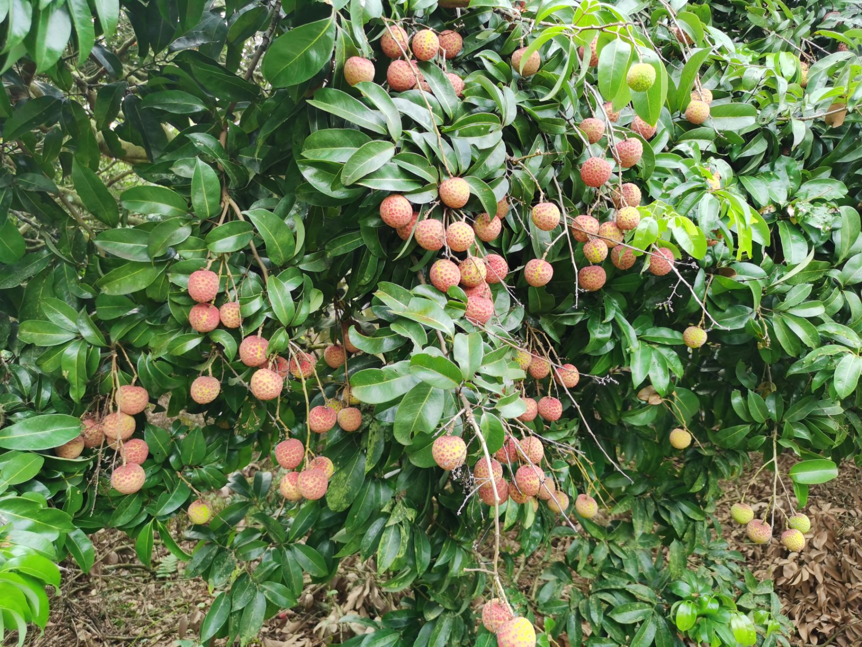  荔枝6月红荔枝