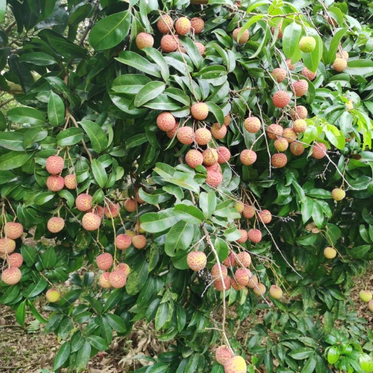 北流市 荔枝6月红荔枝