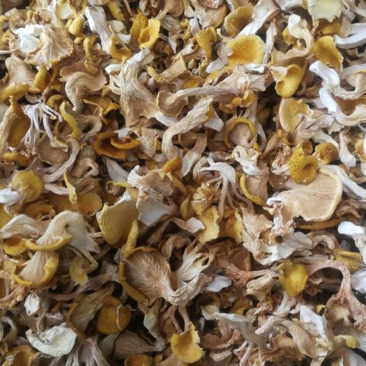 昆明黄牛肝菌 黄金菇 鸡油黄菌 批发产地直销