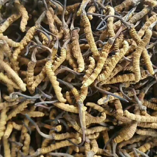 阿坝县 批发虫草，青海虫草，价格优惠