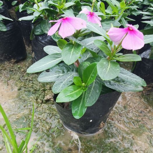 长沙县长春花