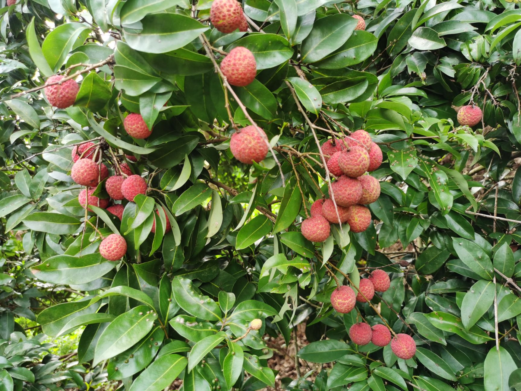  荔枝6月红荔枝