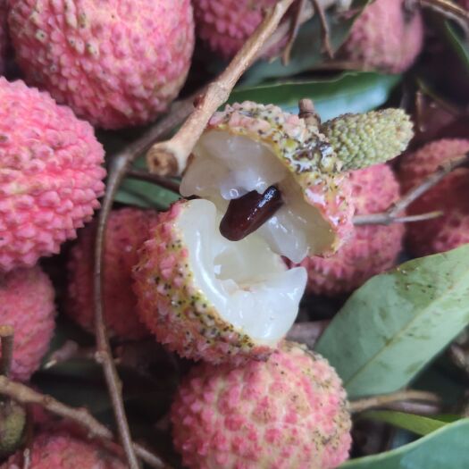 广州桂味荔枝 从化新鲜桂味