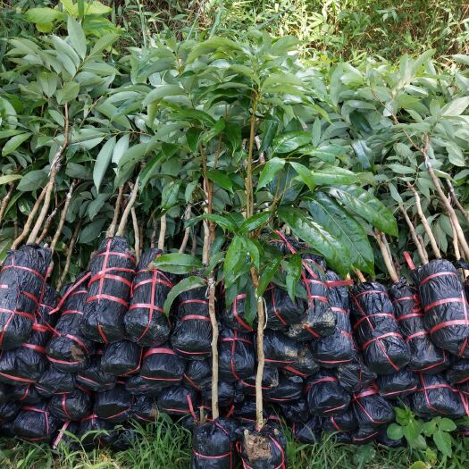 灵山县妃子笑荔枝苗 妃子笑荔枝嫁接苗