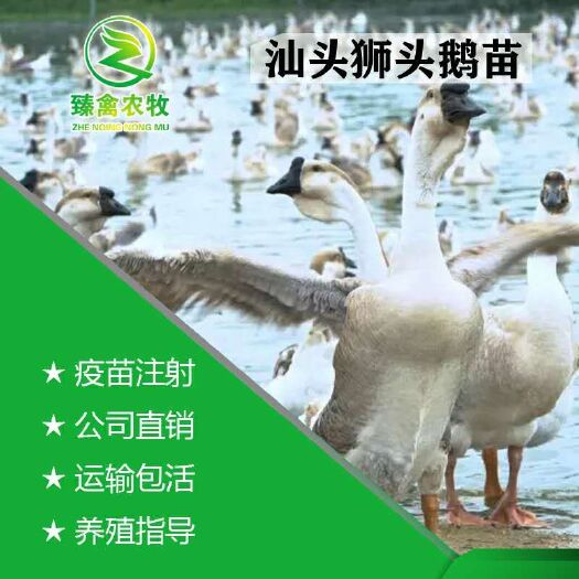 南宁汕头狮头鹅苗