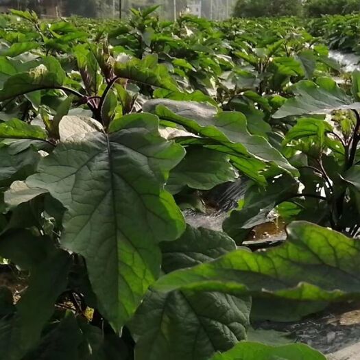 湘乡市黑长茄 紫色长茄