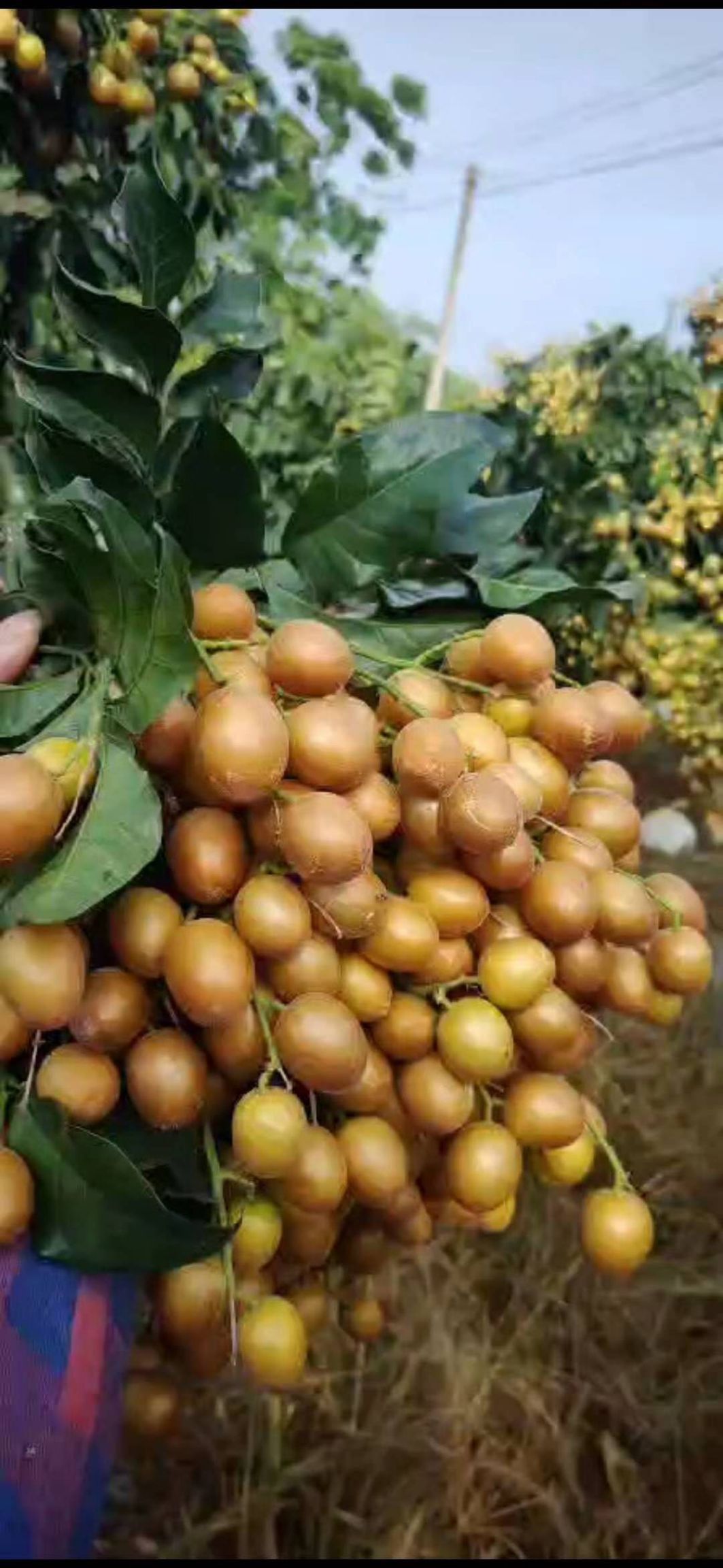  新鲜黄皮果，枇杷大量上市