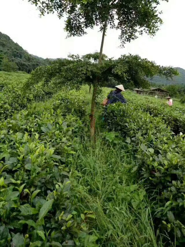 英红九号 农家自然生长，茶，口感敦纯香浓回甘