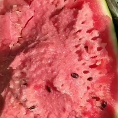 新民市甜王西瓜 新民甜王大量上市