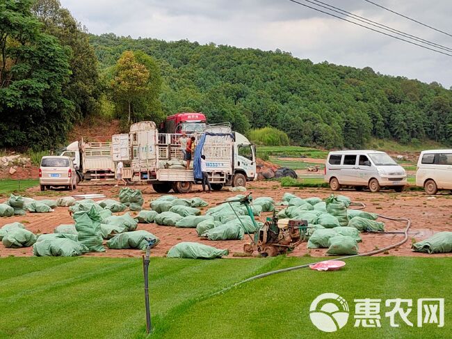 黑麦草  绿化草坪种植基地