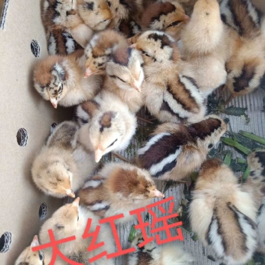 简阳市青脚麻鸡苗 青脚麻