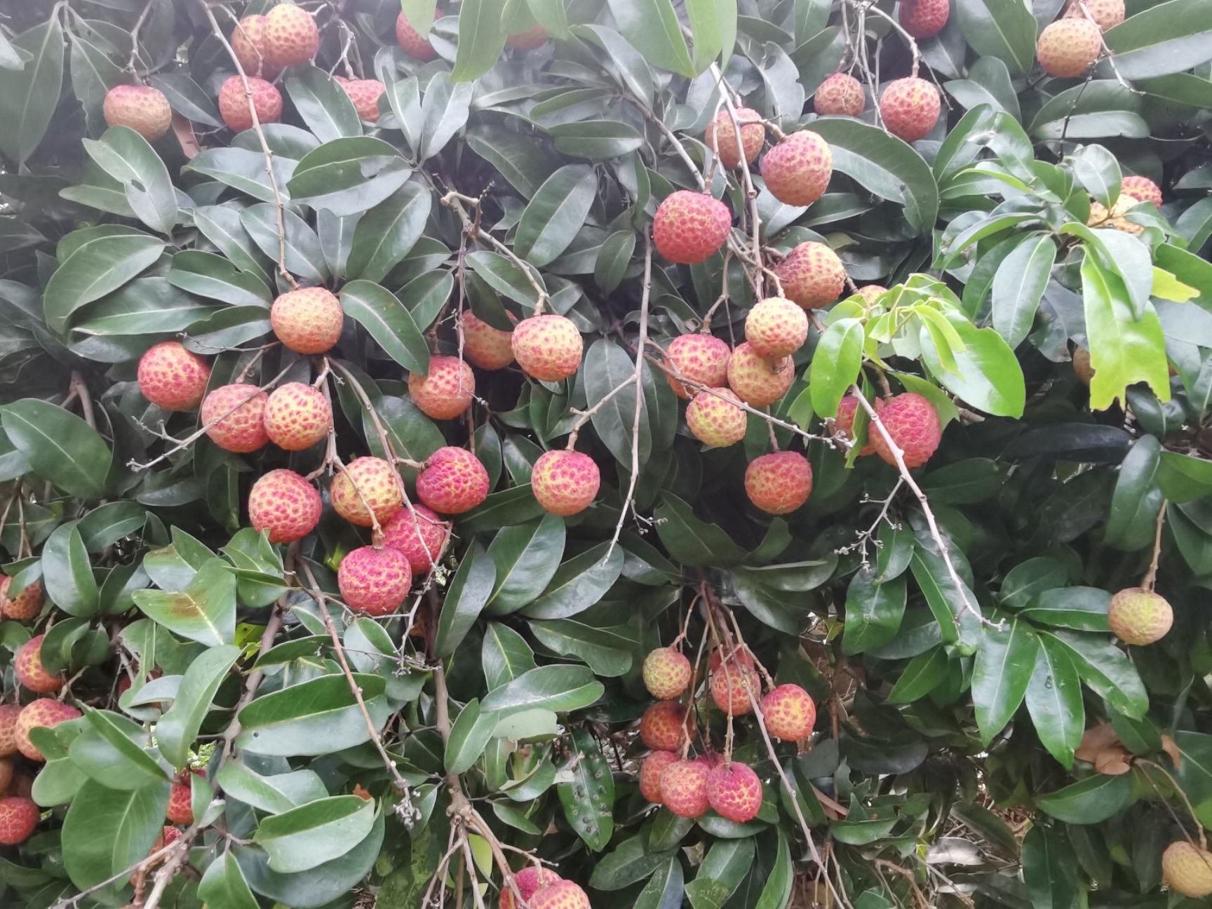  荔枝6月红荔枝