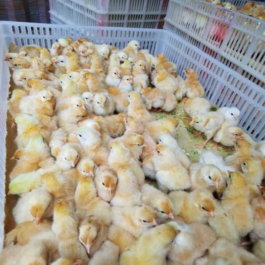 容县 三黄鸡苗