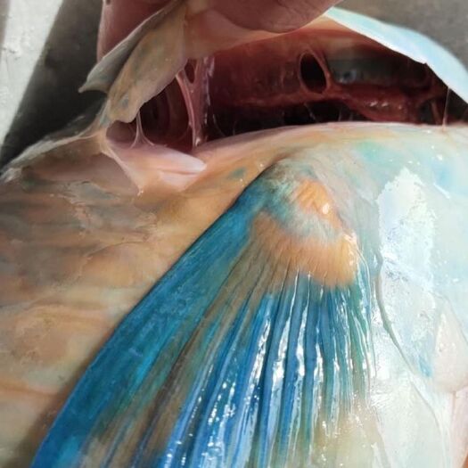 琼海市冷冻海鱼 💦💦精品青衣—[强][强]
一公斤左右