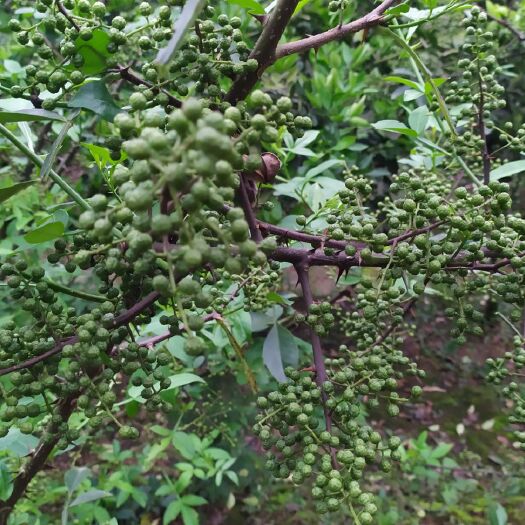 重庆市 绿色青花椒