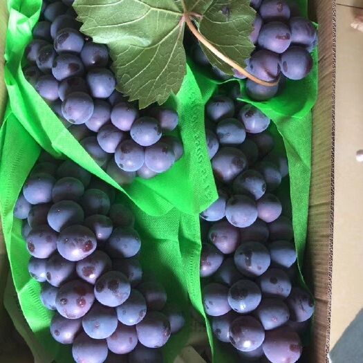 金华夏黑葡萄 金华蒋堂现货夏黑