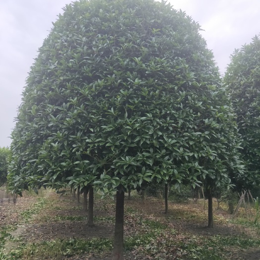 成都小叶桢楠 长年批发各种绿化工程苗桂花紫薇楠木