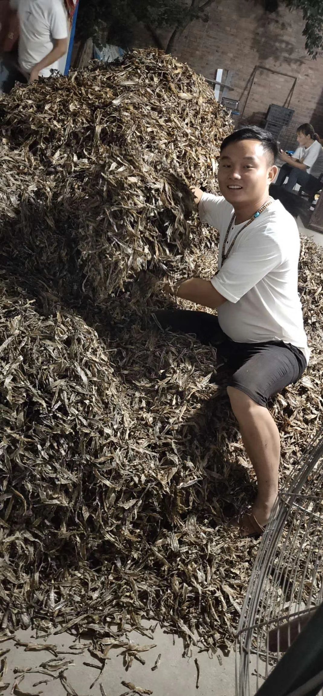 土地龙  精品地龙，竹竿货，网片货，全开无泥，